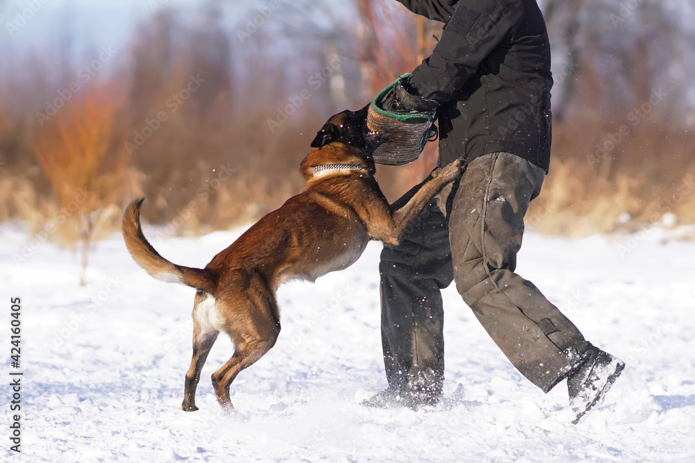 Malinois biting store