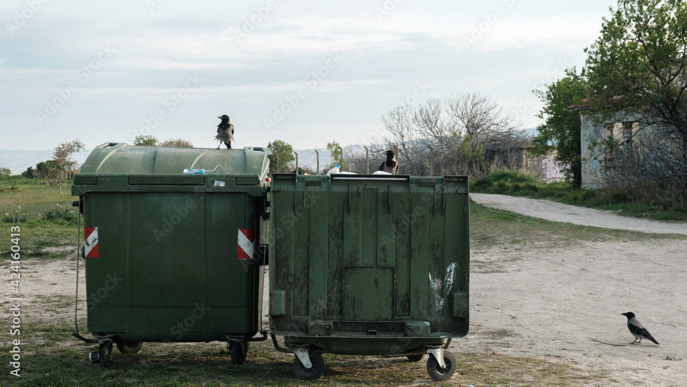 Green garbage bins and crow birds around. Green garbage bins and crow birds around.