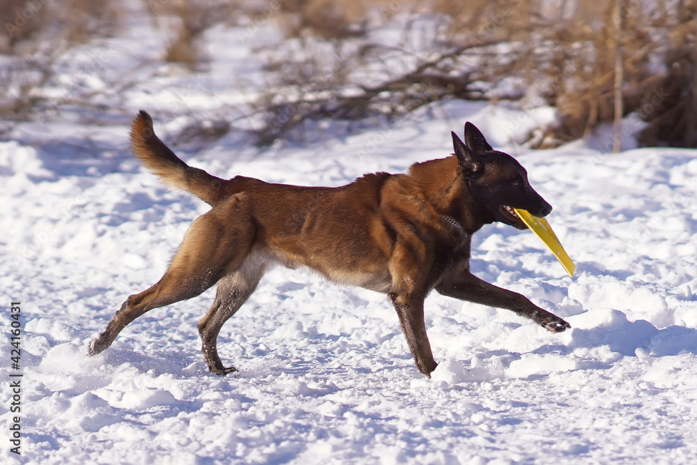 Active Belgian Shepherd dog Malinois running outdoors on a snow holding a yellow flying disc in its mouth in winter Active Belgian Shepherd dog Malinois running outdoors on a snow holding a yellow flying disc in its mouth in winter