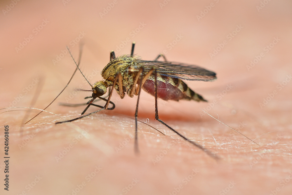 The mosquito sucks blood on human skin. Mosquito season. Close-up. High quality photo The mosquito sucks blood on human skin. Mosquito season. Close-up. High quality photo