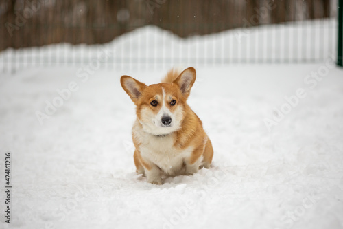 cute welsh corgi plays in snow