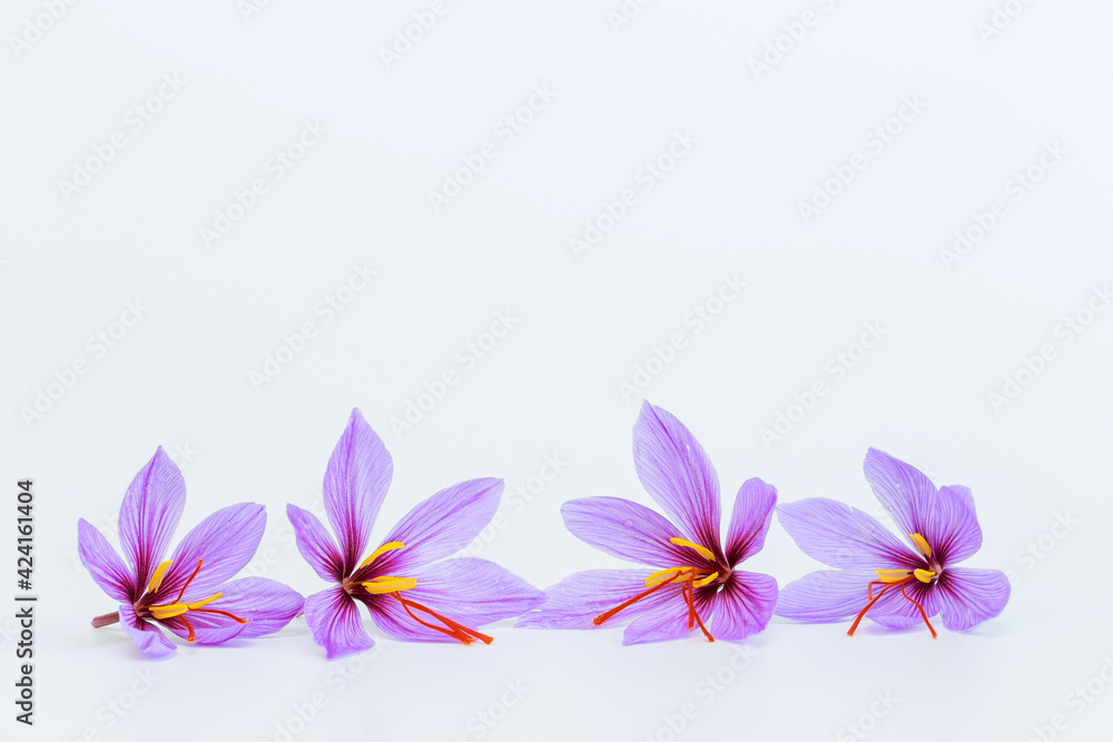 Saffron crocus flower on white background. Copyspace. Place for your text.
