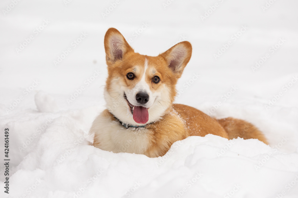 cute welsh corgi plays in snow