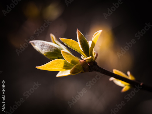Junges frisches grünes Blatt im Frühling im Sonnenlicht photo
