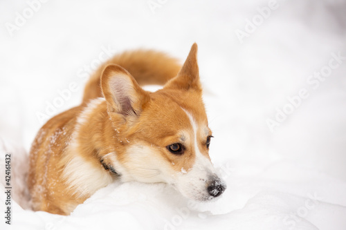 cute welsh corgi plays in snow