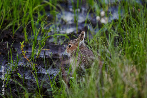 little hare (Lepus timidus). A small wild hare is hiding among the grass in the tundra. Lonely baby animal in the wild. Defenseless bunny. Wildlife of the Arctic. Chukotka, Siberia, Far North Russia. © Andrei Stepanov