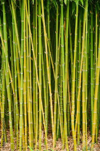 Fototapeta Naklejka Na Ścianę i Meble -  Bamboo Forest ,Green Stems and Leaves.