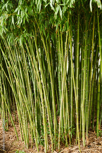Fototapeta Naklejka Na Ścianę i Meble -  Bamboo Forest ,Green Stems and Leaves.