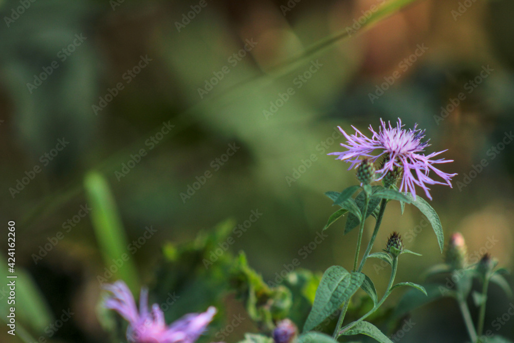 natural centaurea nigrescens flower photo natural centaurea nigrescens flower photo