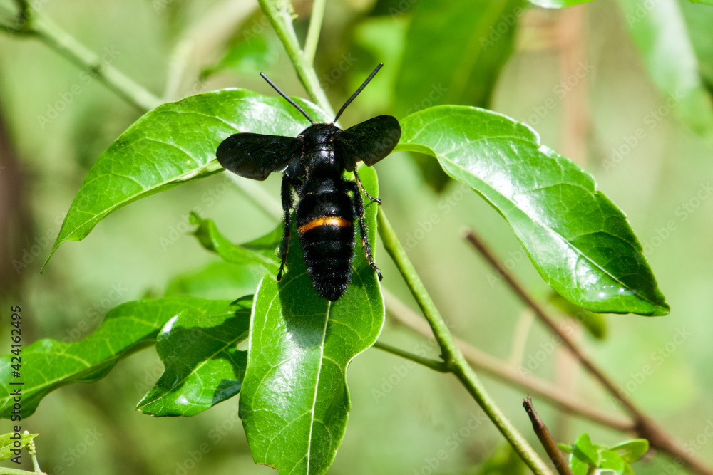 Ein interessantes Insekt auf einem grünen Blatt in einem tropischen Regenwald Ein interessantes Insekt auf einem grünen Blatt in einem tropischen Regenwald