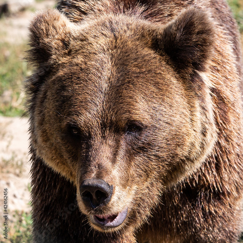 bear in a zoo rehabilitation centre 