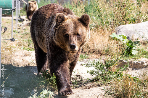 bear in a zoo rehabilitation centre  © fotodaocomua