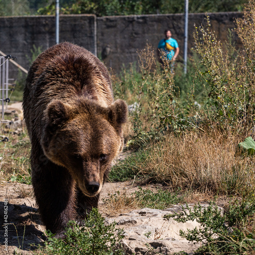 bear in a zoo rehabilitation centre 
