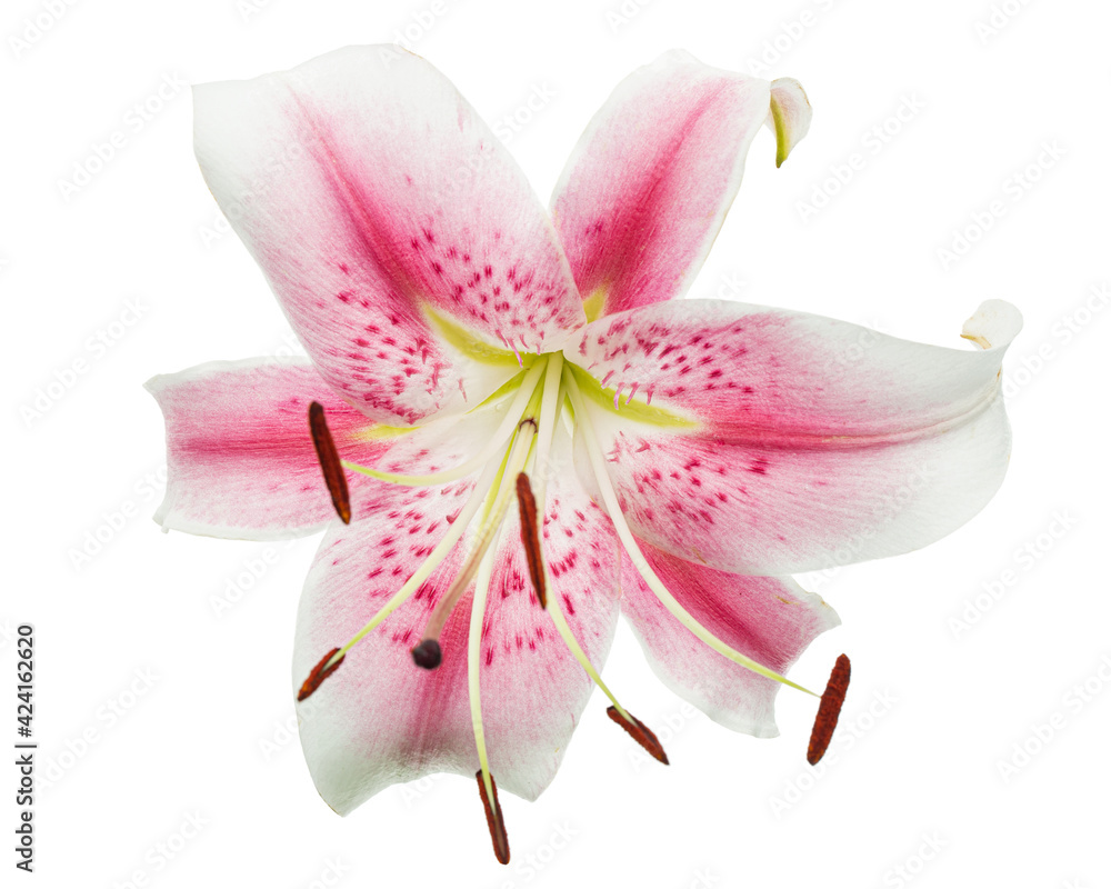 Big white-pink flower of lily, isolated on white background