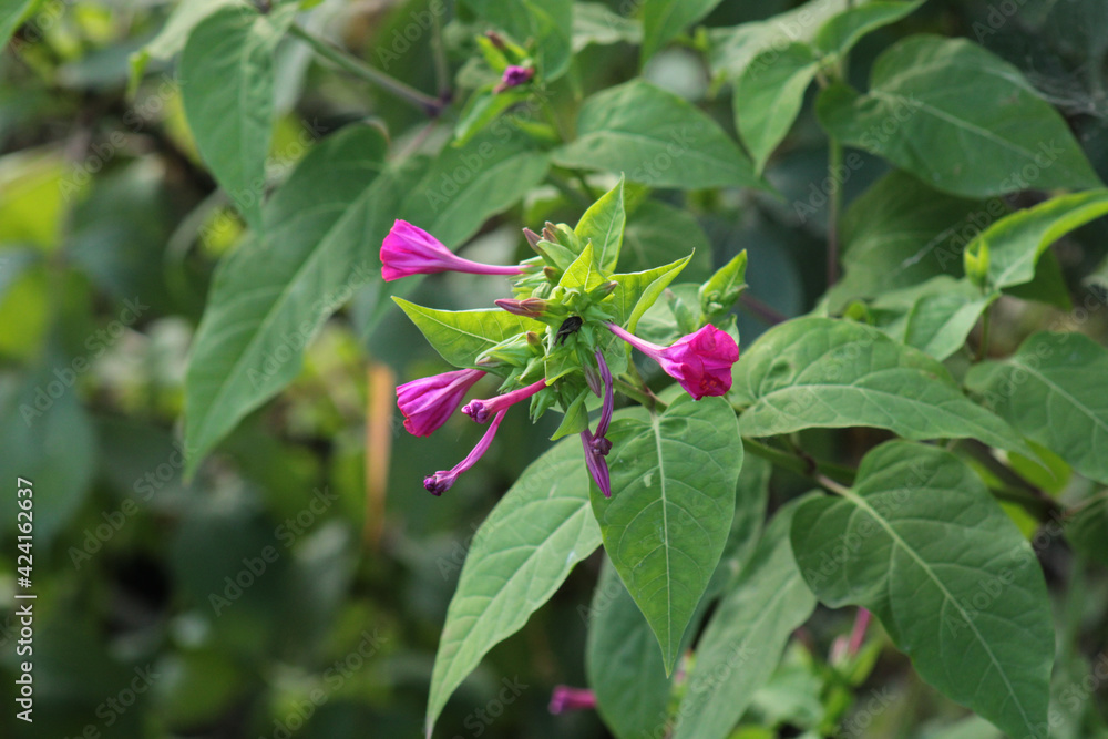 natural pink mirabilis jalapa flower photo natural pink mirabilis jalapa flower photo