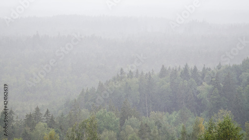 Trees in morning fog, captured from above. 