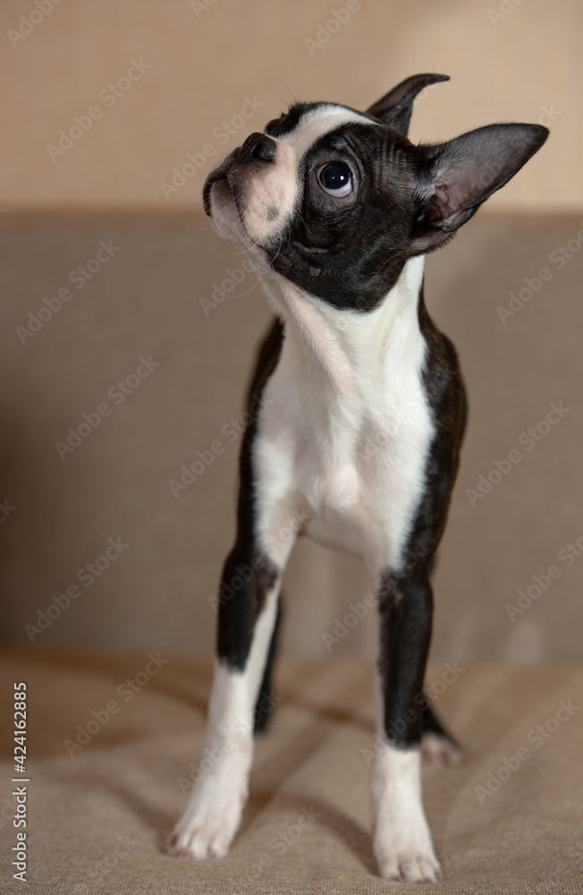 young Boston terrier puppy at home young Boston terrier puppy at home