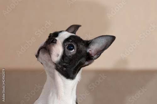 young Boston terrier puppy at home
