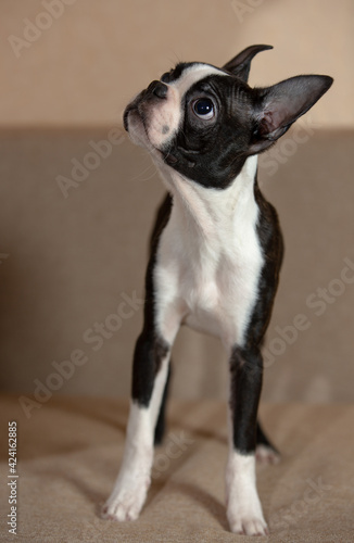 young Boston terrier puppy at home