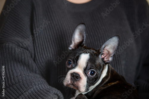 young Boston terrier puppy at home