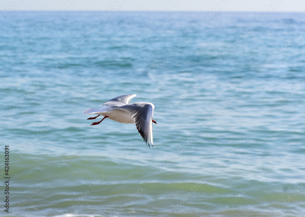 At sea, light excitement and the seagull, laying a bend, selects the moment for landing