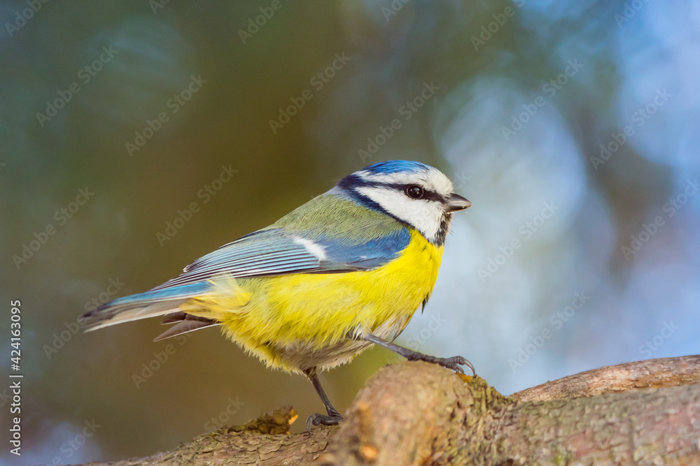 Blue tit, close-up, small beautiful bird Blue tit, close-up, small beautiful bird
