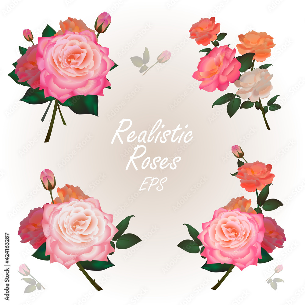 Realistic Pink Roses and Bouquets. Set of flowers for Print, Textile design. Invitation, card.