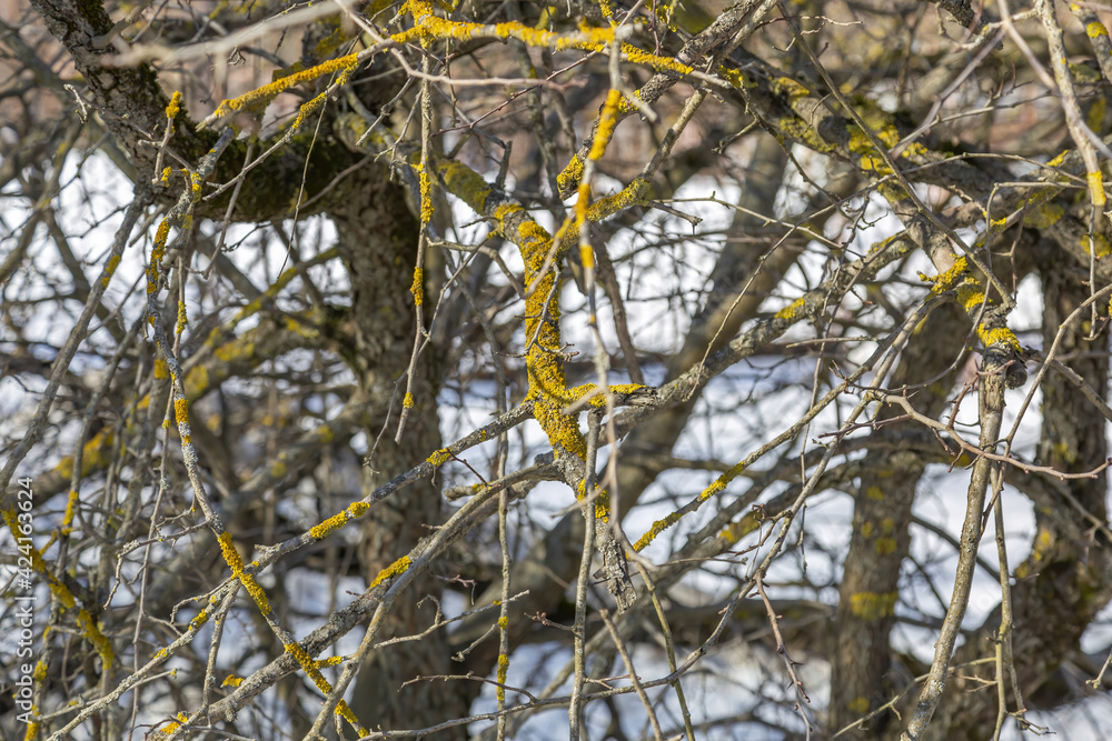 Unusual withered bush with bright yellow moss on branches in a city park in early spring Unusual withered bush with bright yellow moss on branches in a city park in early spring