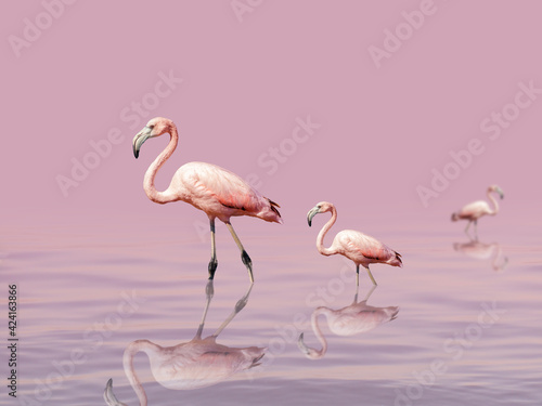 Beautiful flamingos walk on the lake at the pink sunset. Exotic birds stand in pink water. Wild nature background.