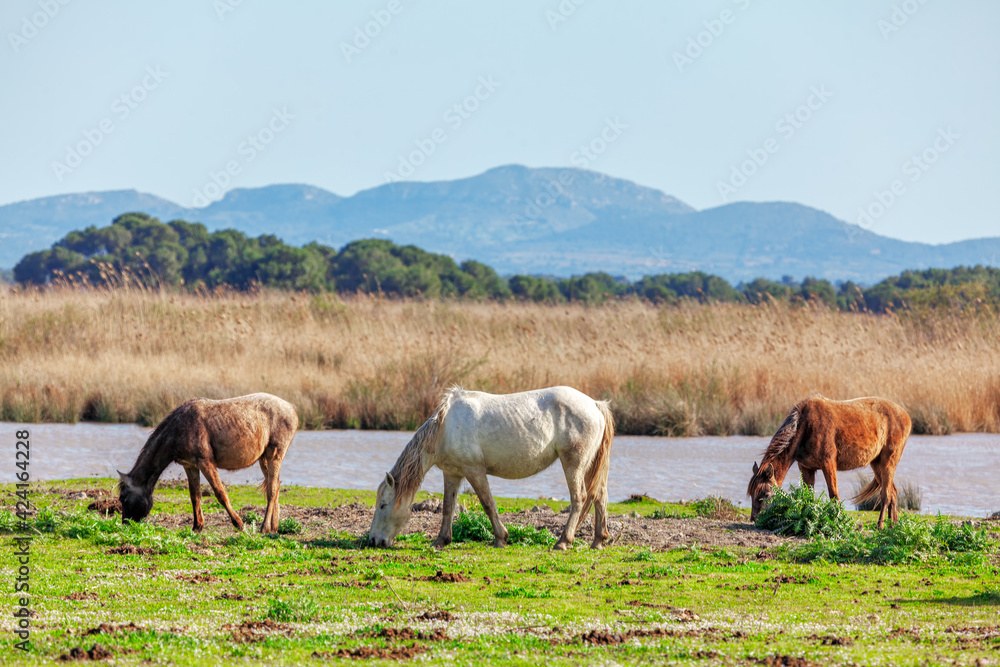Nature reserve with wild horses .  Grazing mustangs . Three wild horses at pasture
