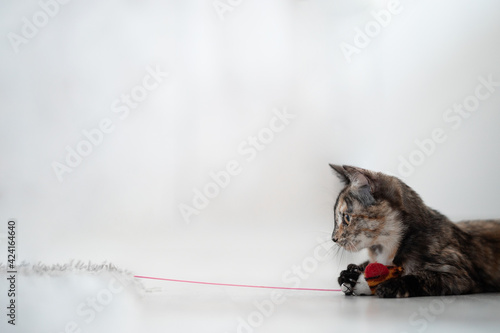 beautiful tricolor cat playing with a red toy photo