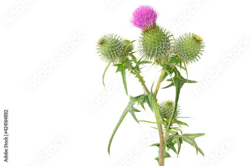 Thistle  Cirsium vulgare  isolated on white background 