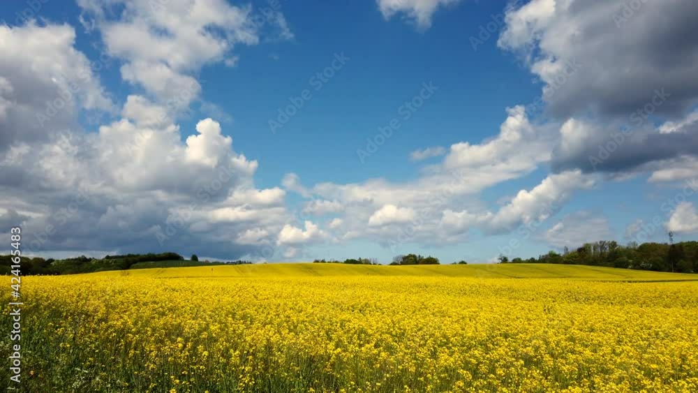 Canola field with trees under towering sky Canola field with trees under towering sky