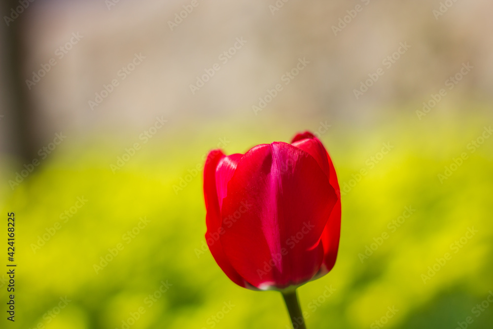 Isolated red tulip blooming in spring Isolated red tulip blooming in spring