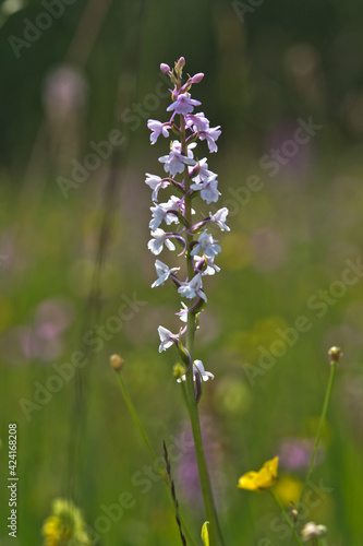 Weiße Waldhyazinthe(Platathera bifolia) photo