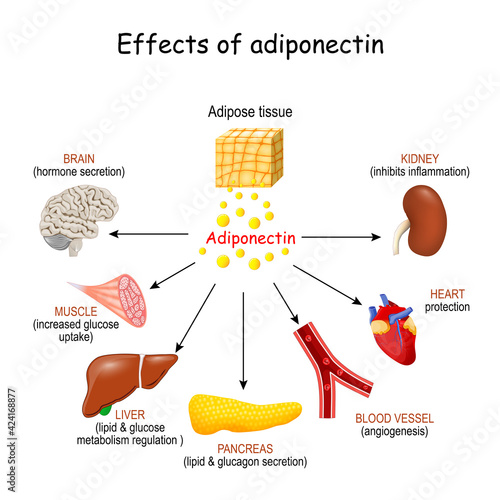 Effects of adiponectin