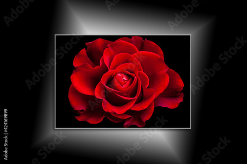Beautiful Red Rose, canvas isolated on black background, interior decoration mock up