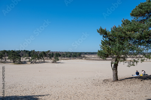 Fototapeta Naklejka Na Ścianę i Meble -  Walking trails in Dutch national park Loonse en Drunense duinen with yellow sandy dunes, pine tree forest and dried old desert plants