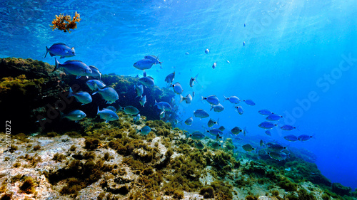 Underwater photo of beautiful landscape and scenery of sunlight and schools of fish. © Johan