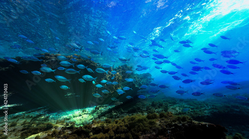 Fototapeta Naklejka Na Ścianę i Meble -  Underwater photo of beautiful landscape and scenery of sunlight and schools of fish.