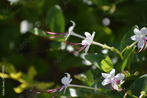 red and white flowers