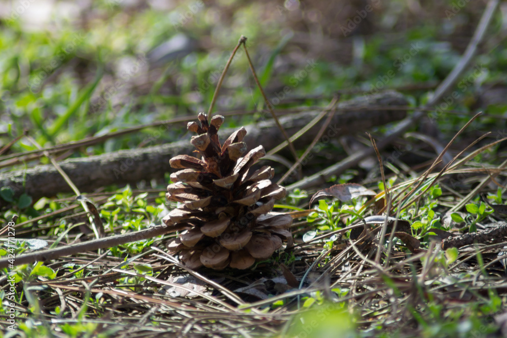Pinecones on the ground, nature’s beauty, early spring season, fallen cones from a tree Pinecones on the ground, nature’s beauty, early spring season, fallen cones from a tree