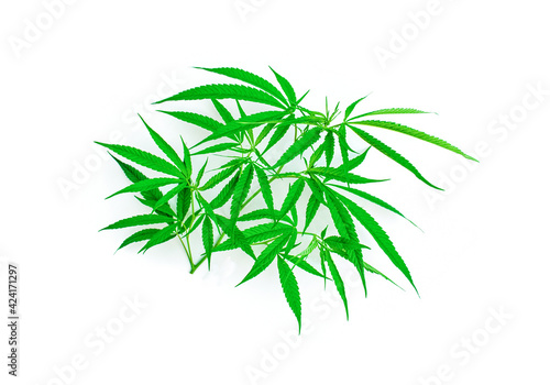 Cannabis  marijuana isolated on the white Background