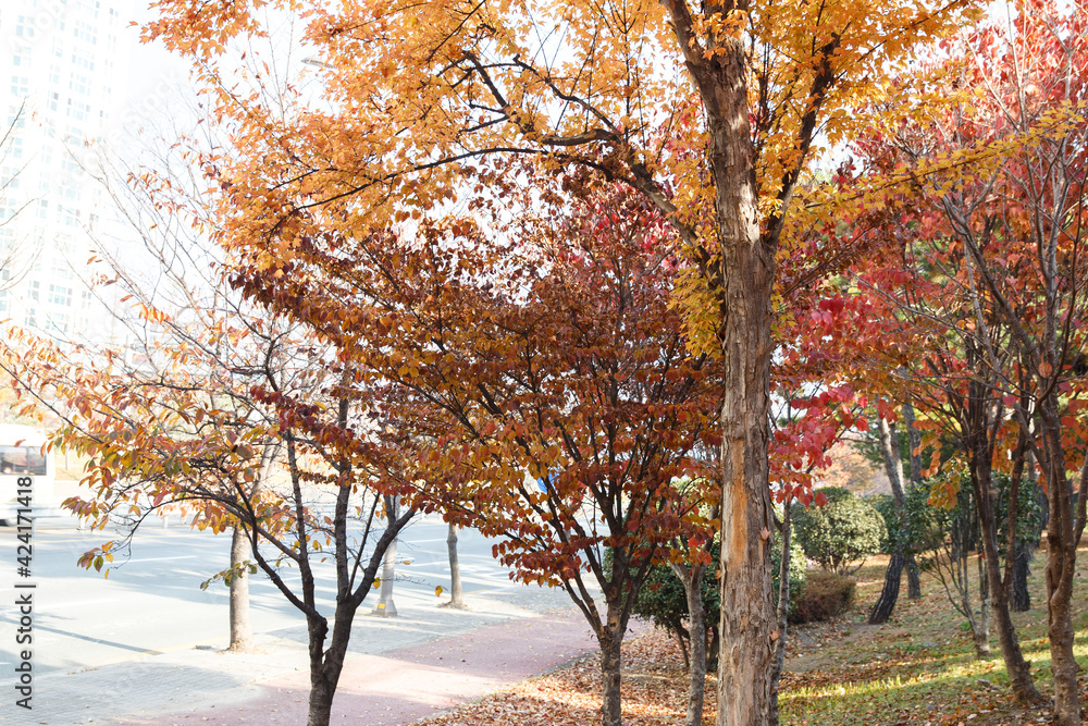 Fototapeta premium autumn trees in the park
