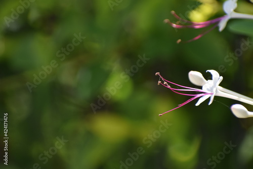 red and white flowers