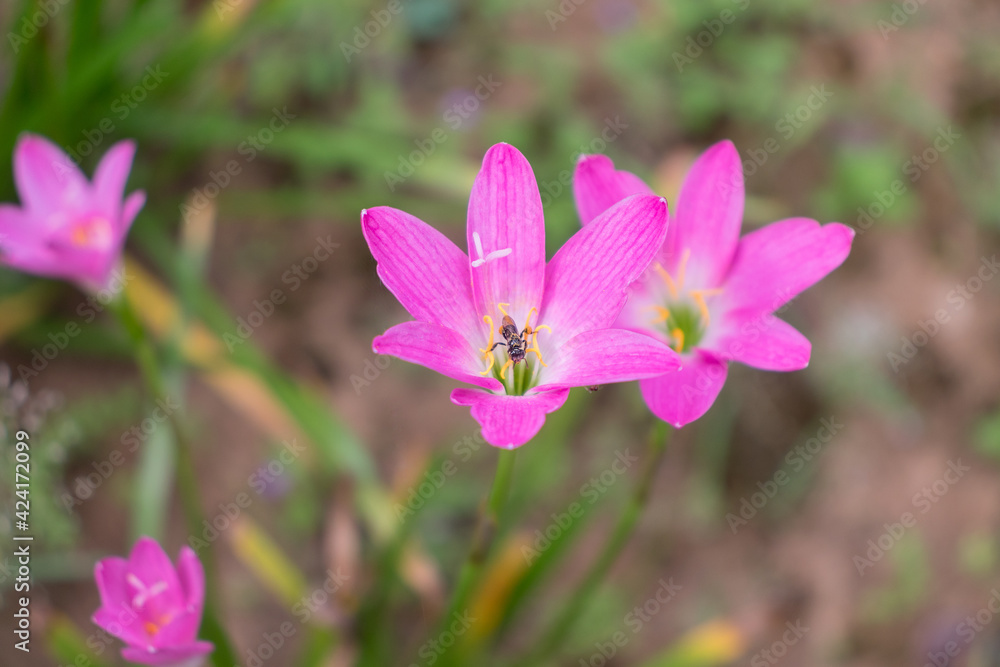Beautiful pink lily flowers pollinated by an insect. Beautiful pink lily flowers pollinated by an insect.