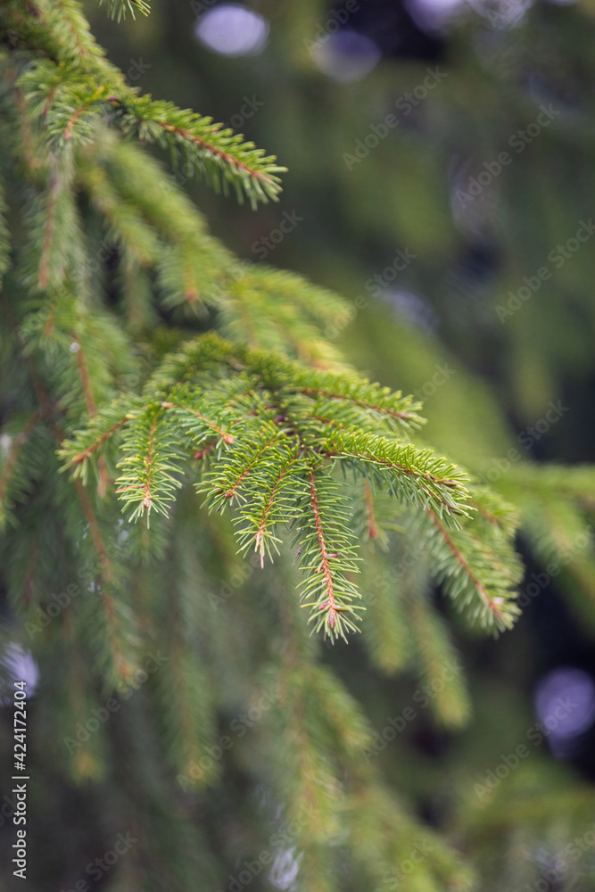 A branch of a green spruce in nature A branch of a green spruce in nature
