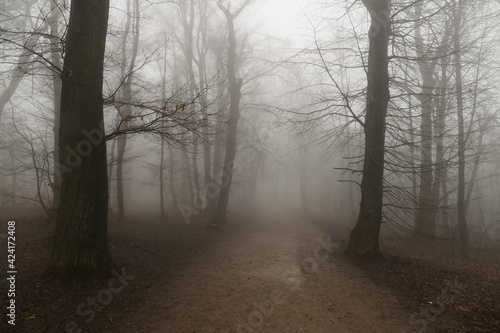 Misty, foggy road in the forest. Normafa, Budapest, Hungary