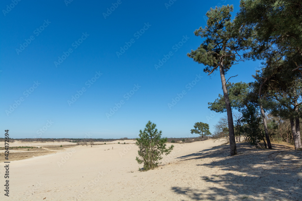 Walking trails in Dutch national park Loonse en Drunense duinen with yellow sandy dunes, pine tree forest and dried old desert plants Walking trails in Dutch national park Loonse en Drunense duinen with yellow sandy dunes, pine tree forest and dried old desert plants