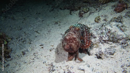 Callistoctopus macropus moves slowly across the white sand in search of prey. Night dive. photo